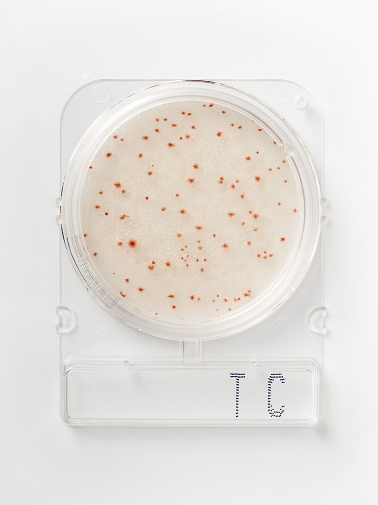 COMPACT DRY (TC) RECUENTO TOTAL (4 UD. PAQ)